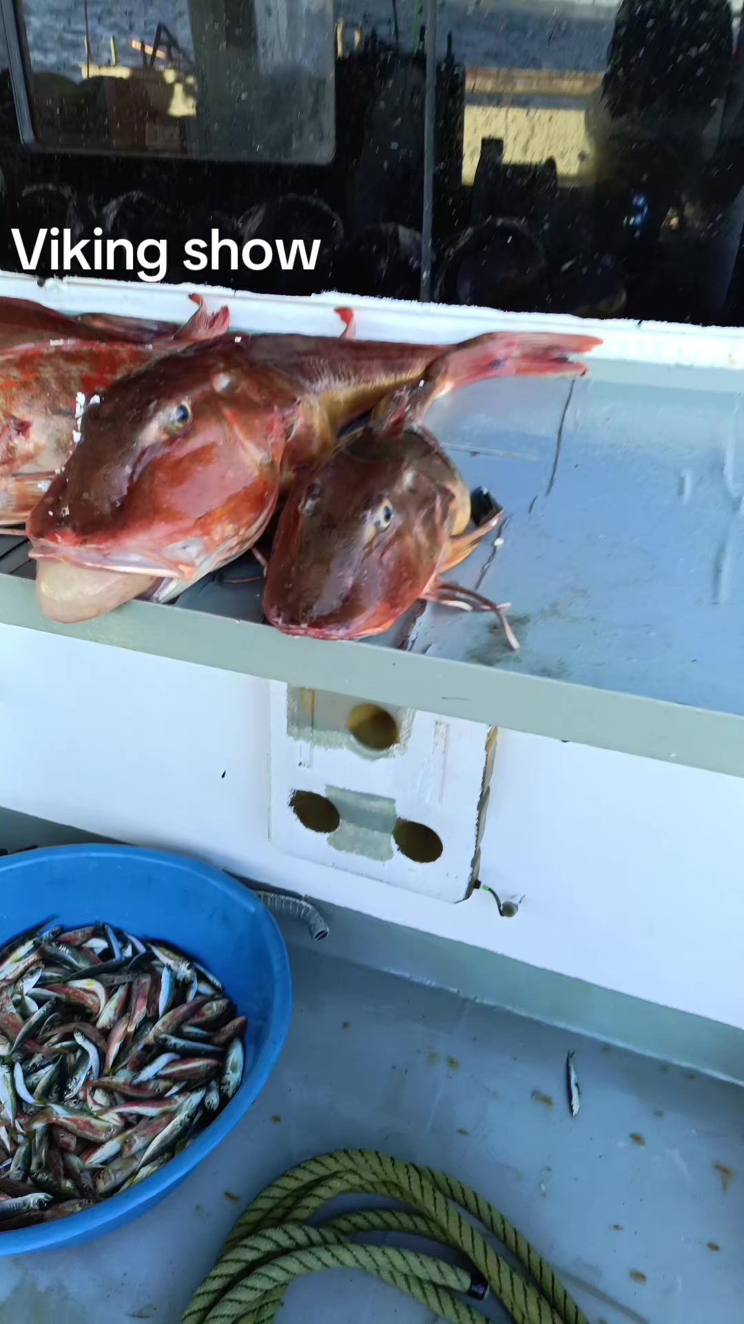 @Vikingler fishing Co.