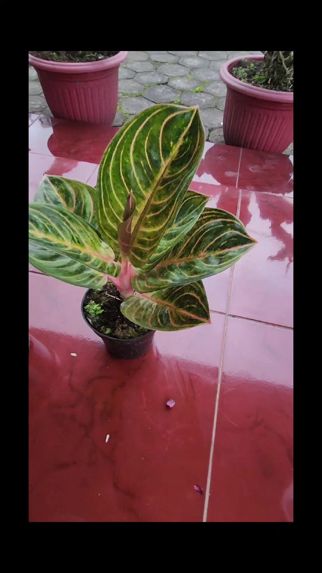 @sriarum