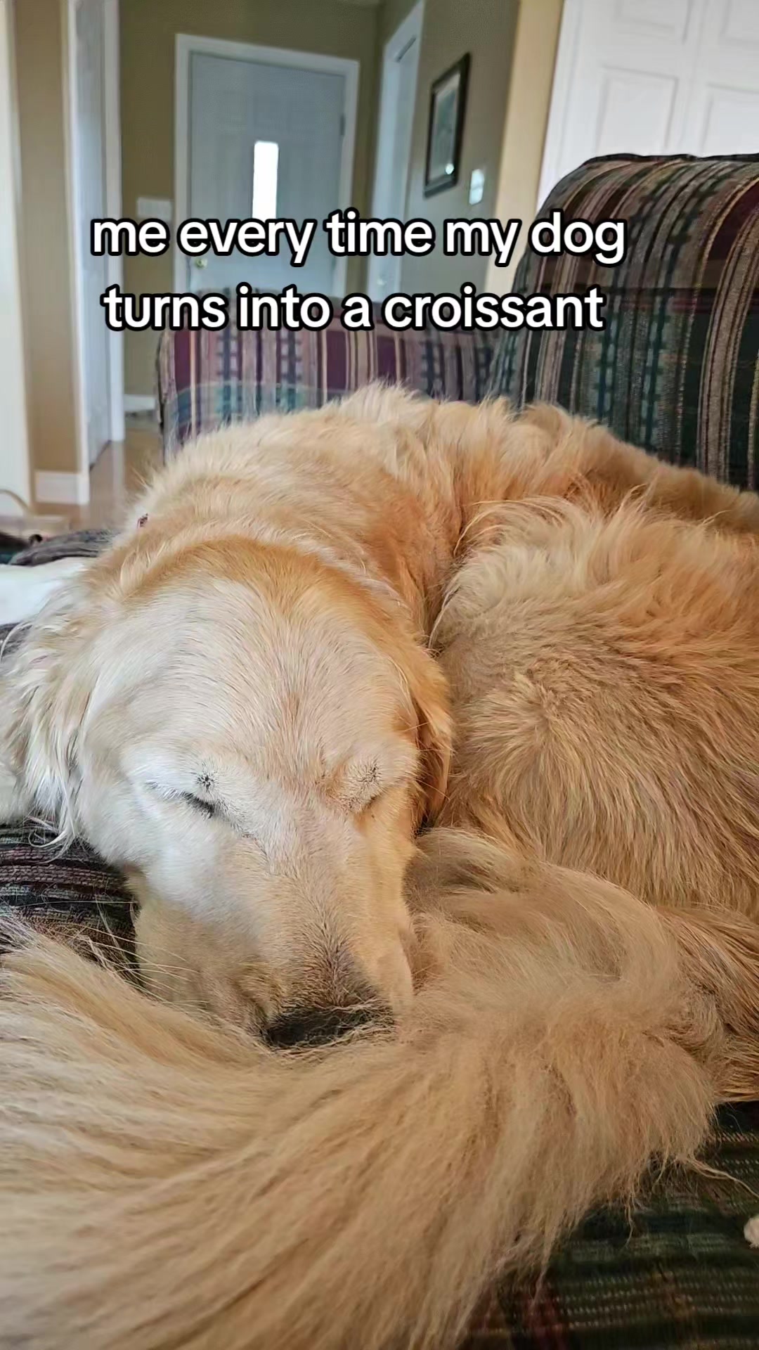 @🐶Griffin