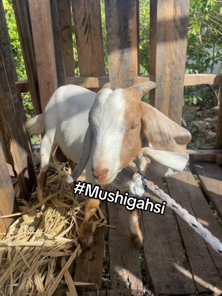 @Goat Ranch
