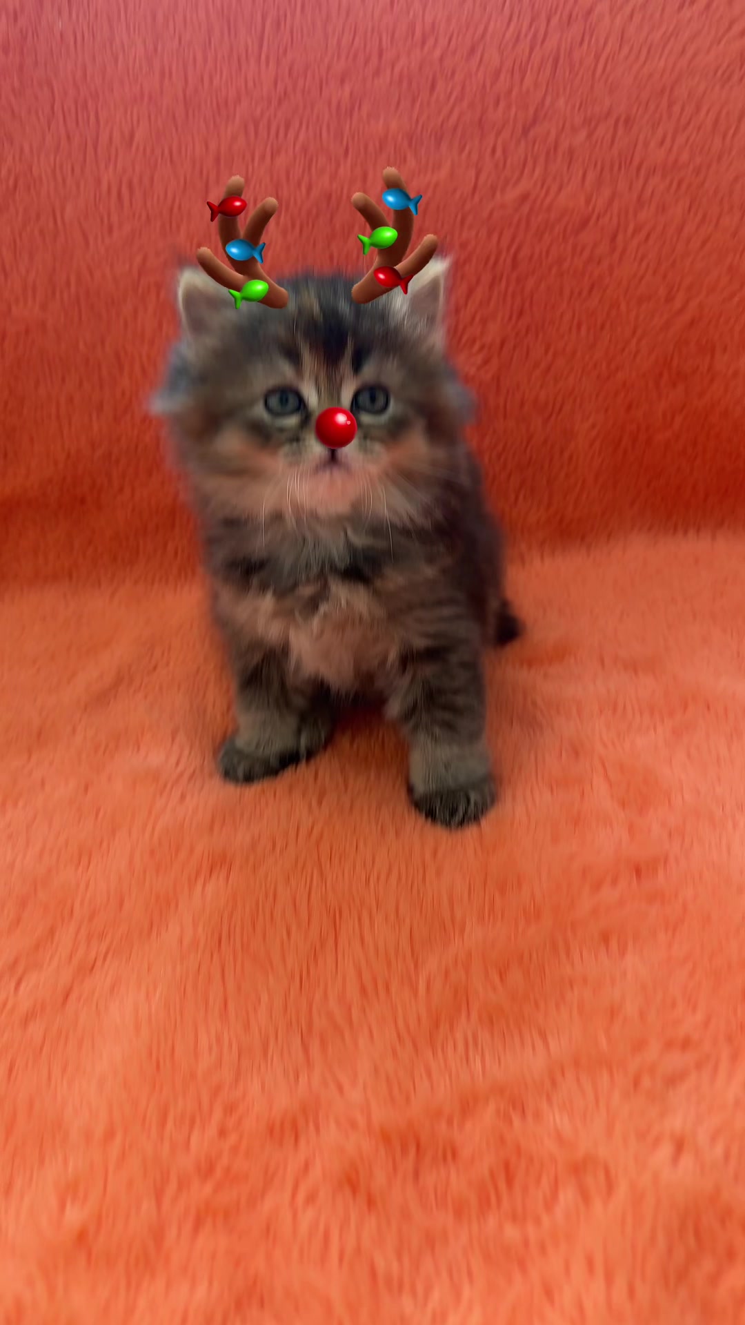 @cat.sheri.kittens