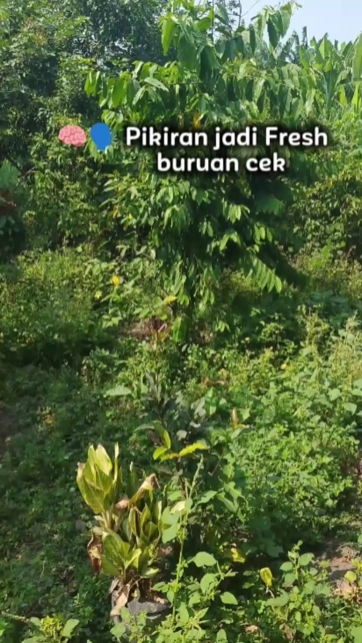 @Miftaku