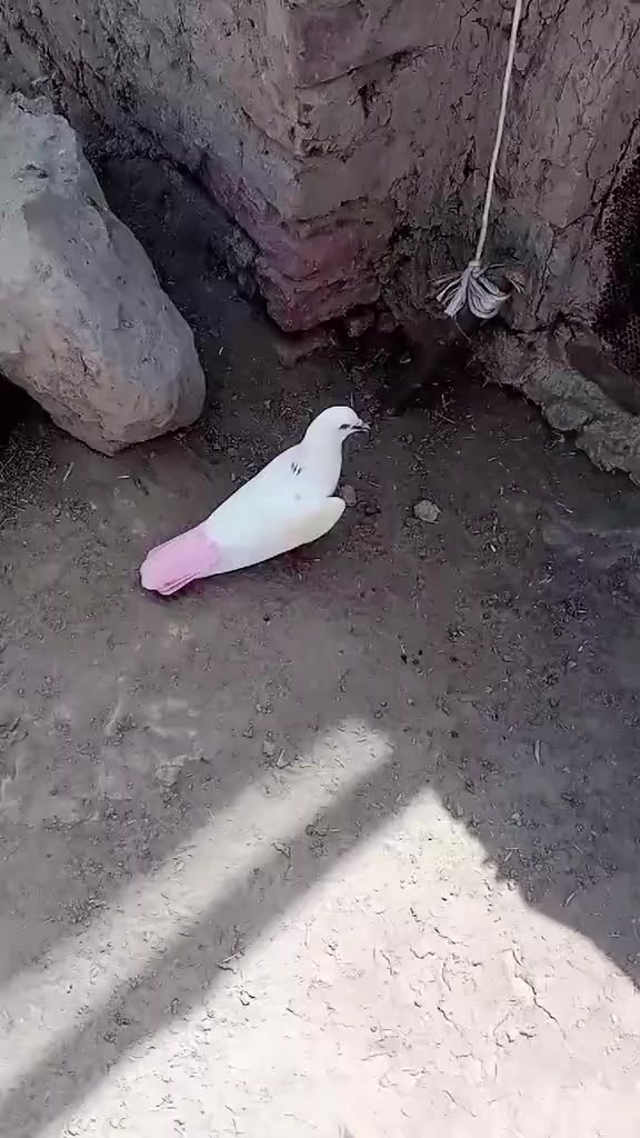 @آپنا شوق کبو تر باز ى