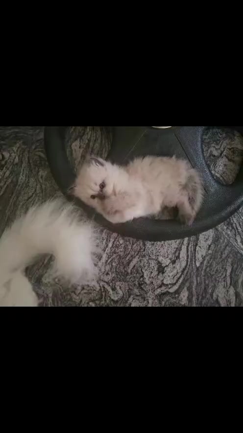 @Dera&rsquo;s cats🐈🐈🐈&zwj;⬛