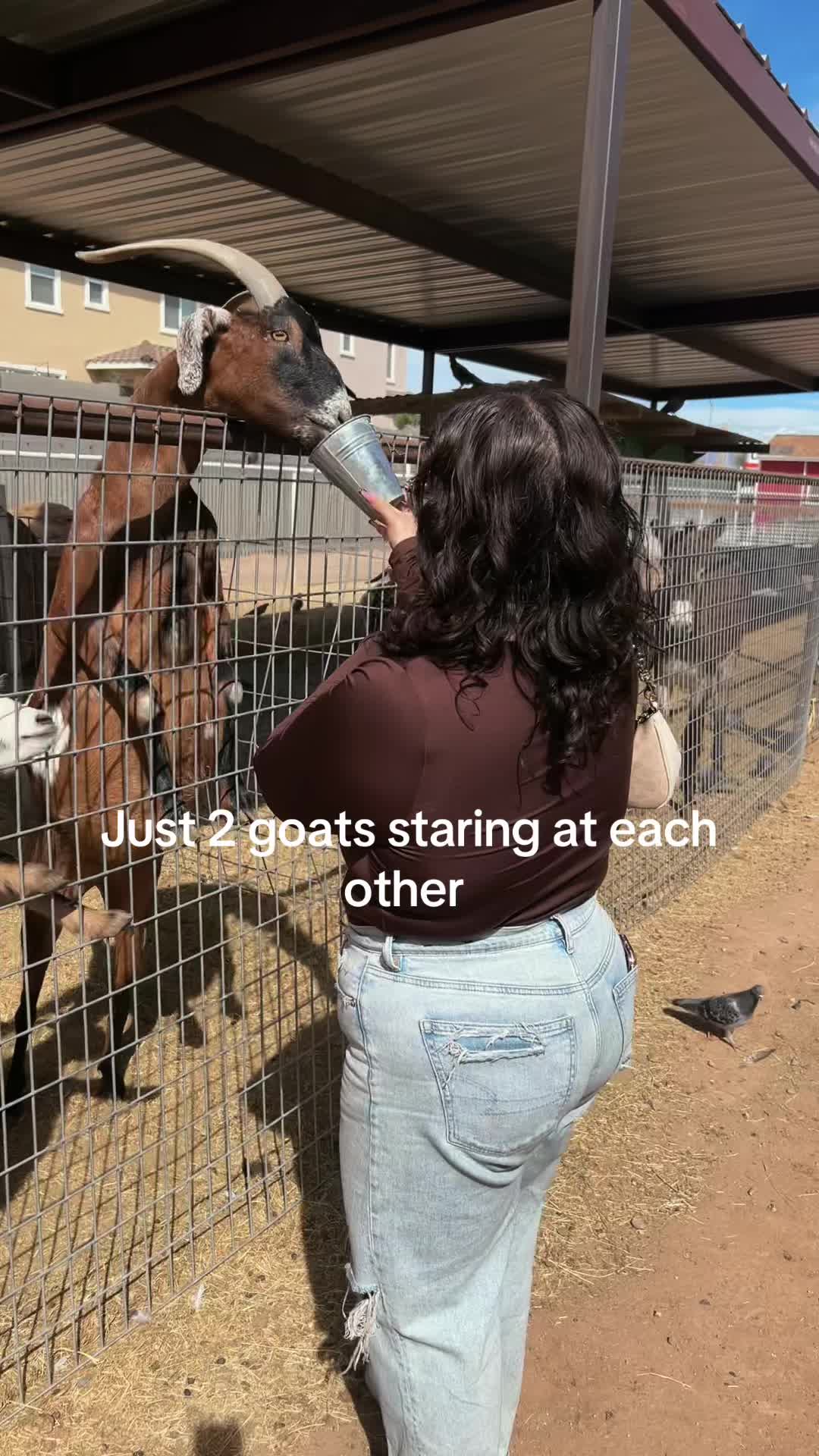 @estrella