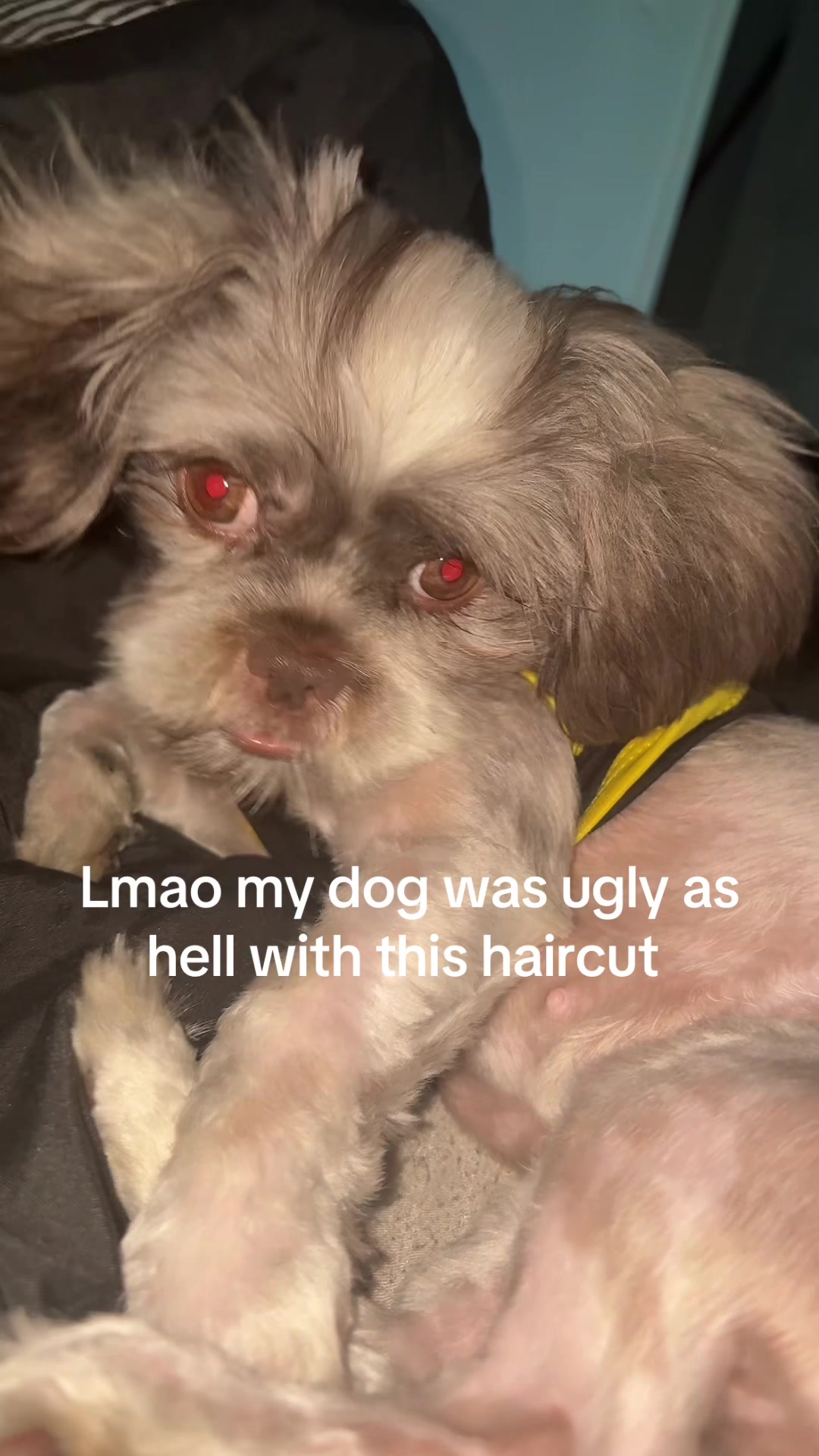 @TheAmandaShow🩷