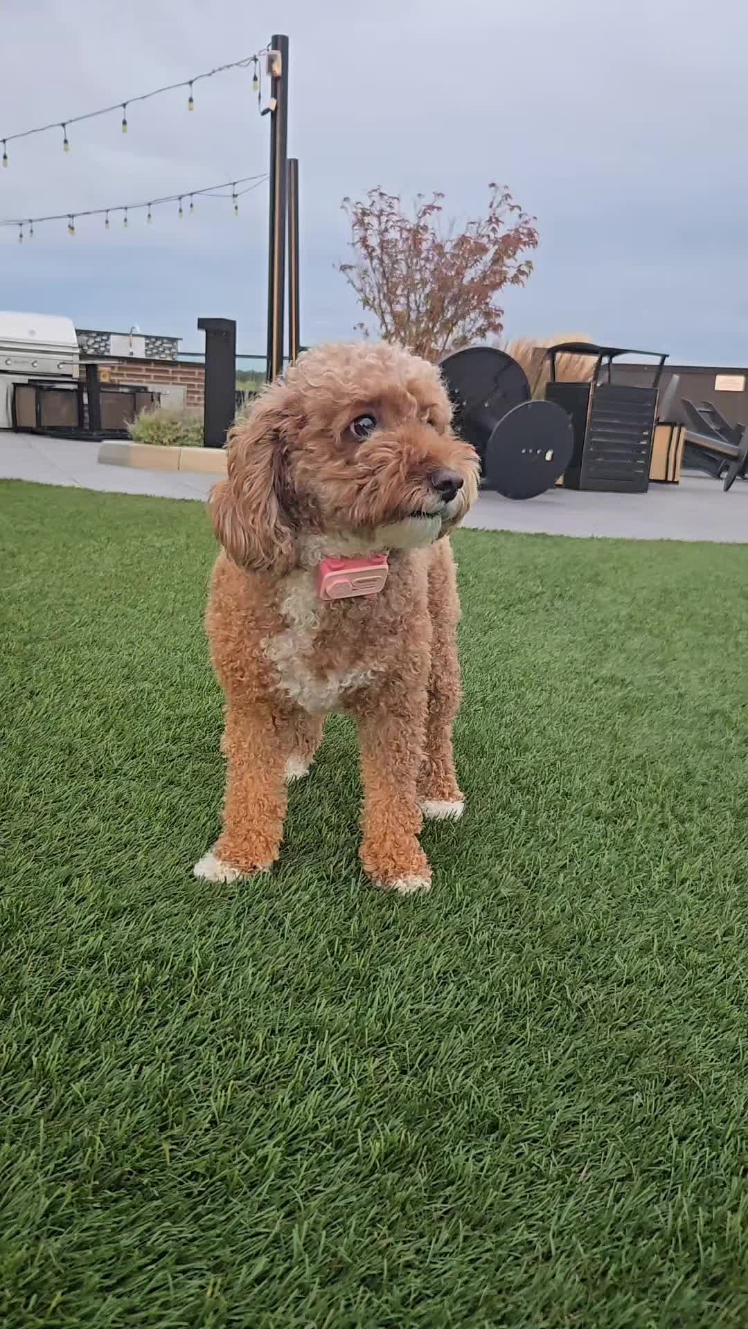 @Waffle | Pet Creator + UGC