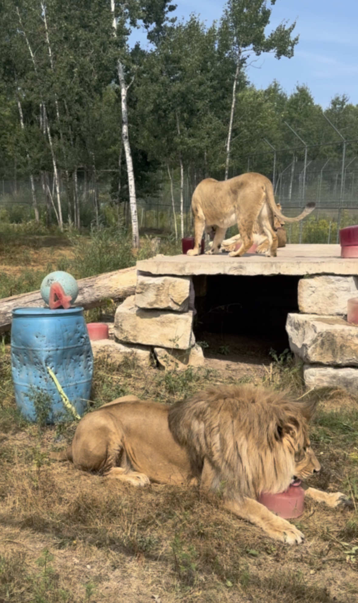 @The Wildcat Sanctuary