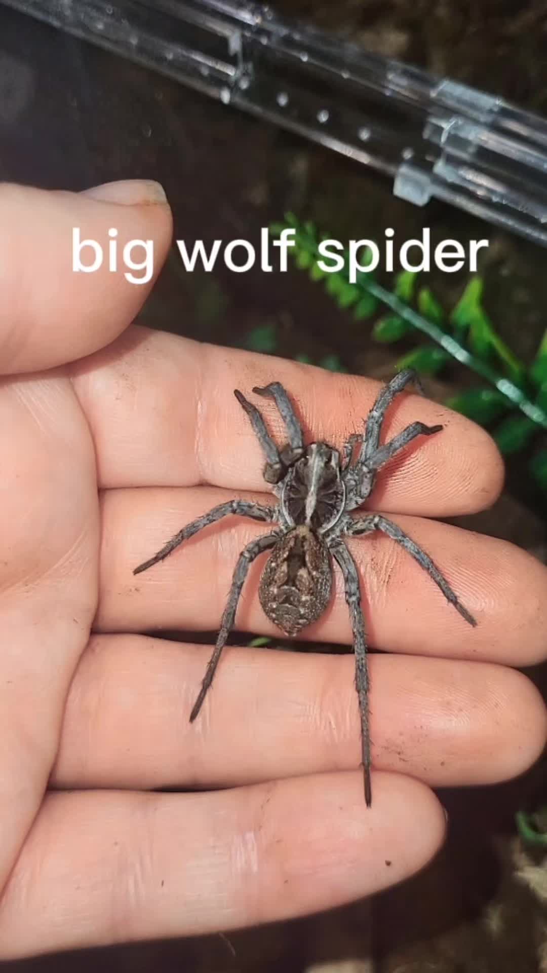 @Ambasspooders