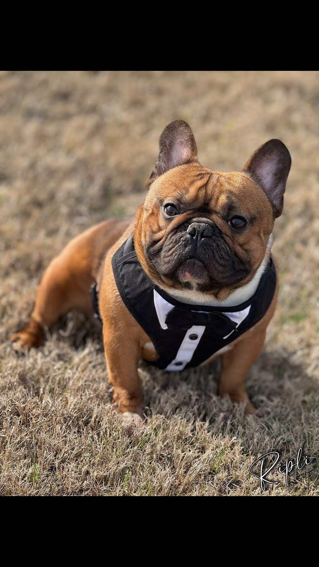 @EliteSweetFrenchies