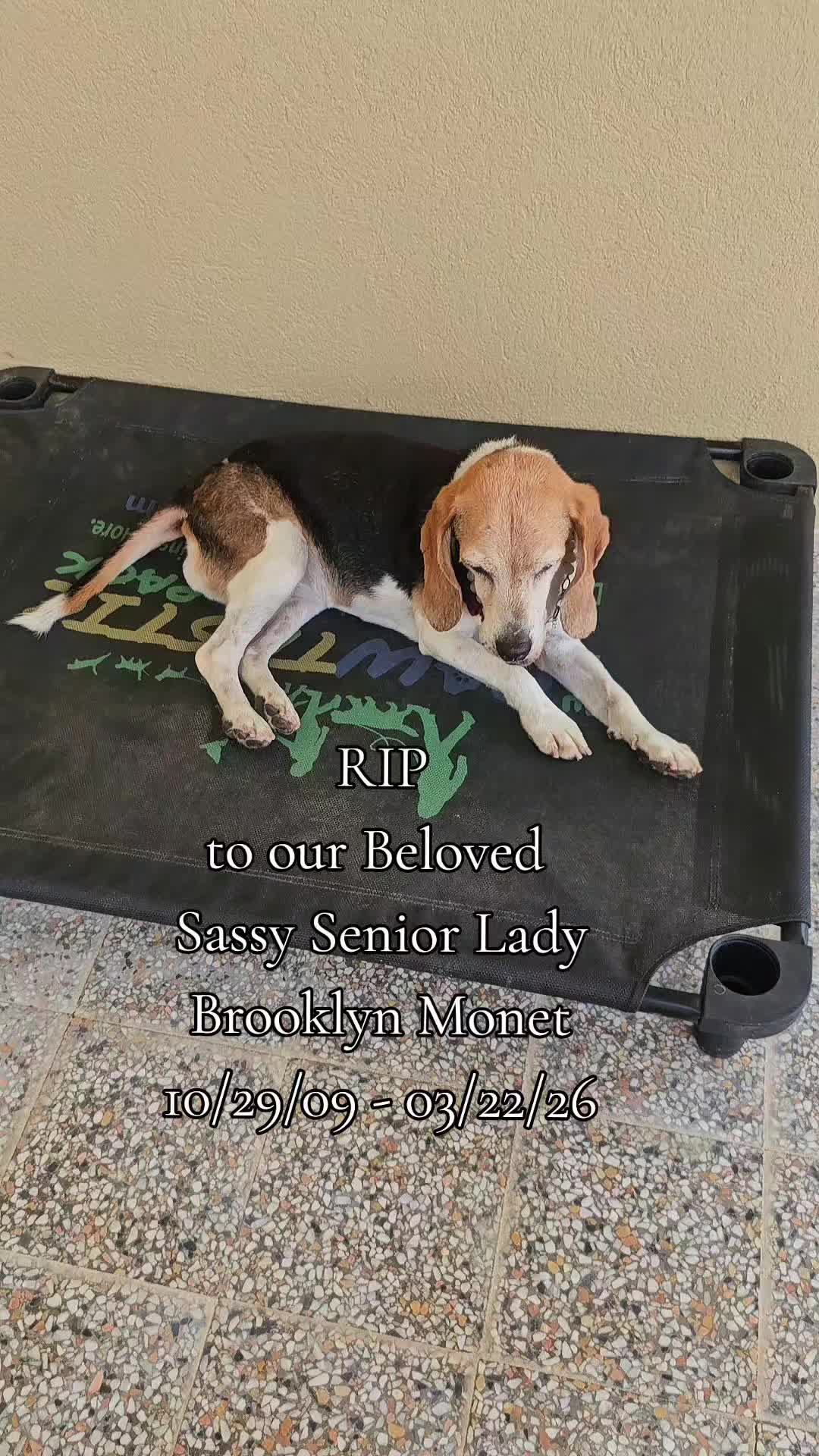 @MixedPetCollective