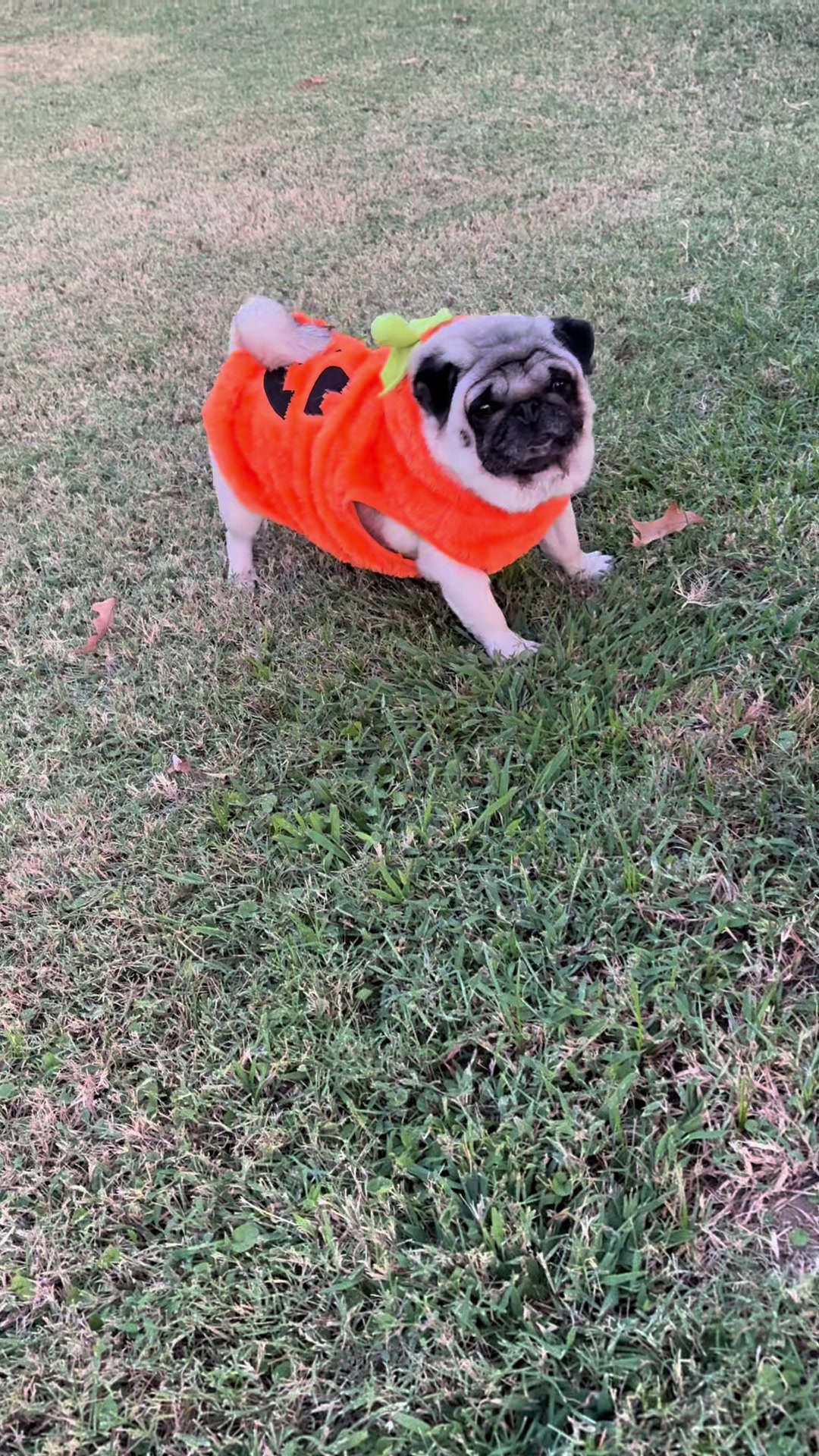@Rocki the Pug ๐ถ