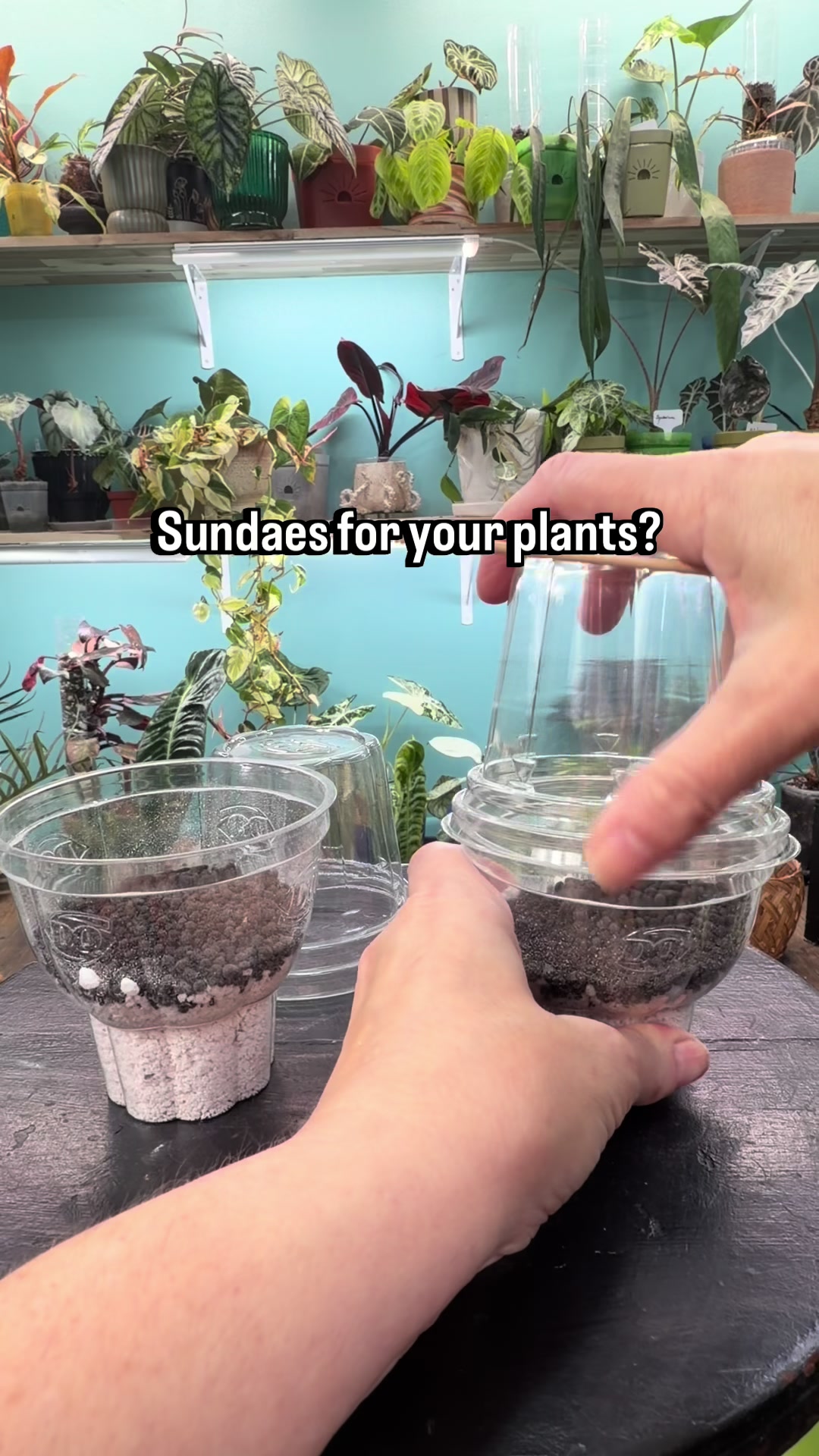 @Pothosiblyaboutplants