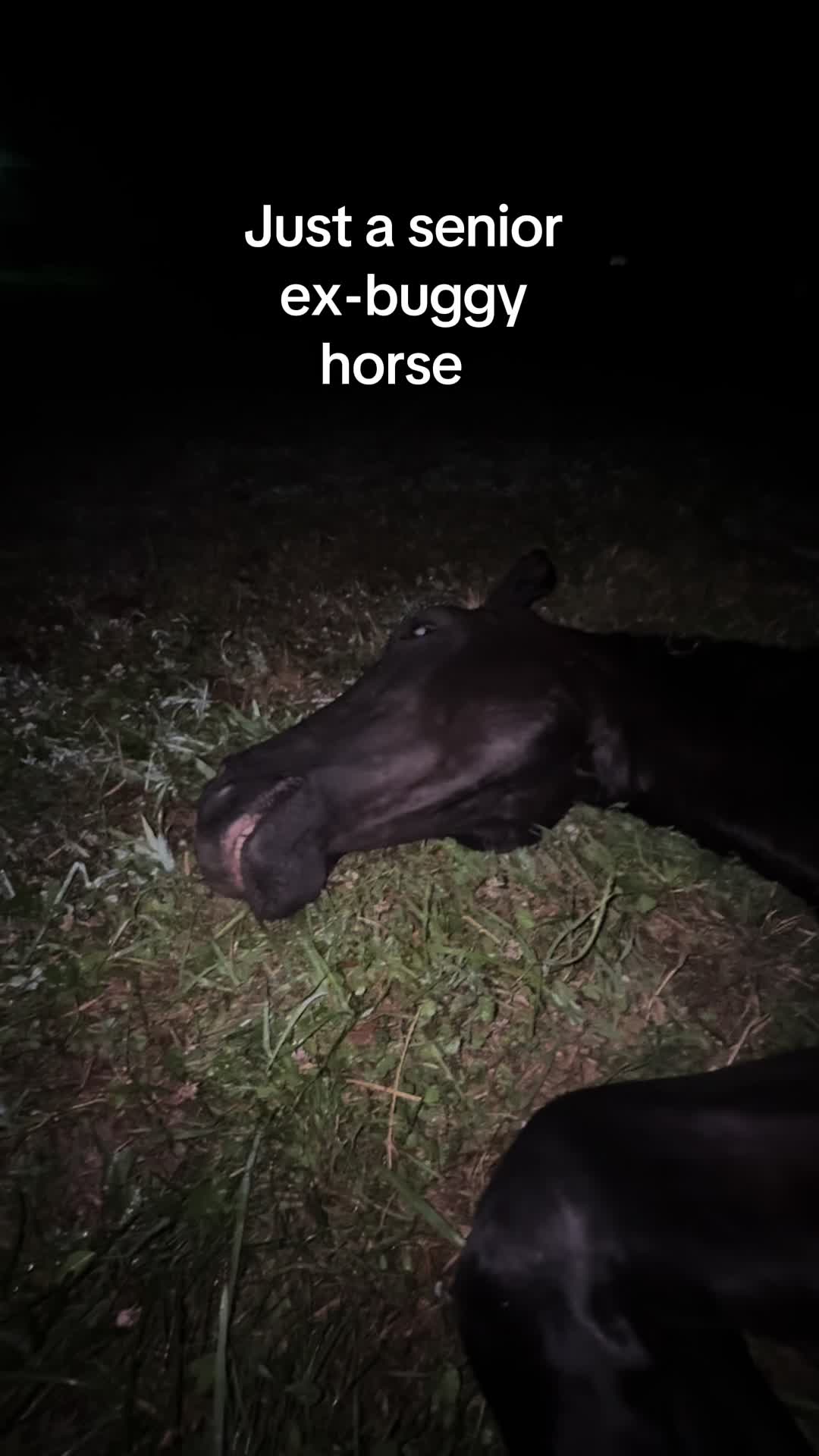 @NWPA Equine Sanctuary