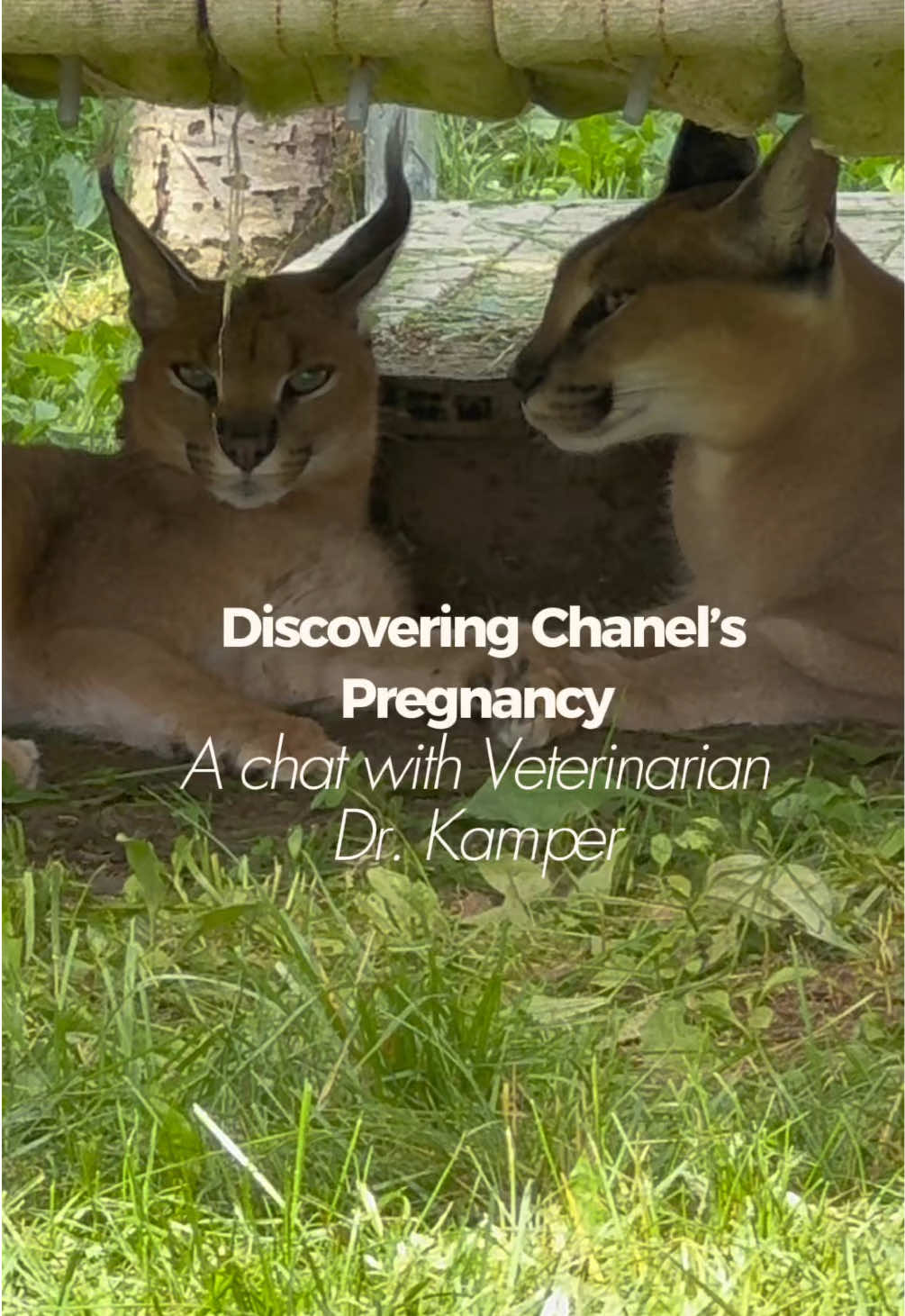 @The Wildcat Sanctuary
