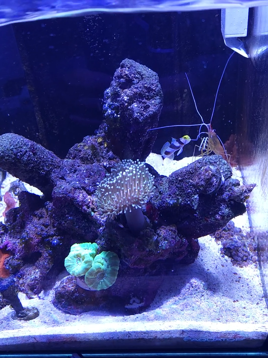 @Mike's Reef Tank