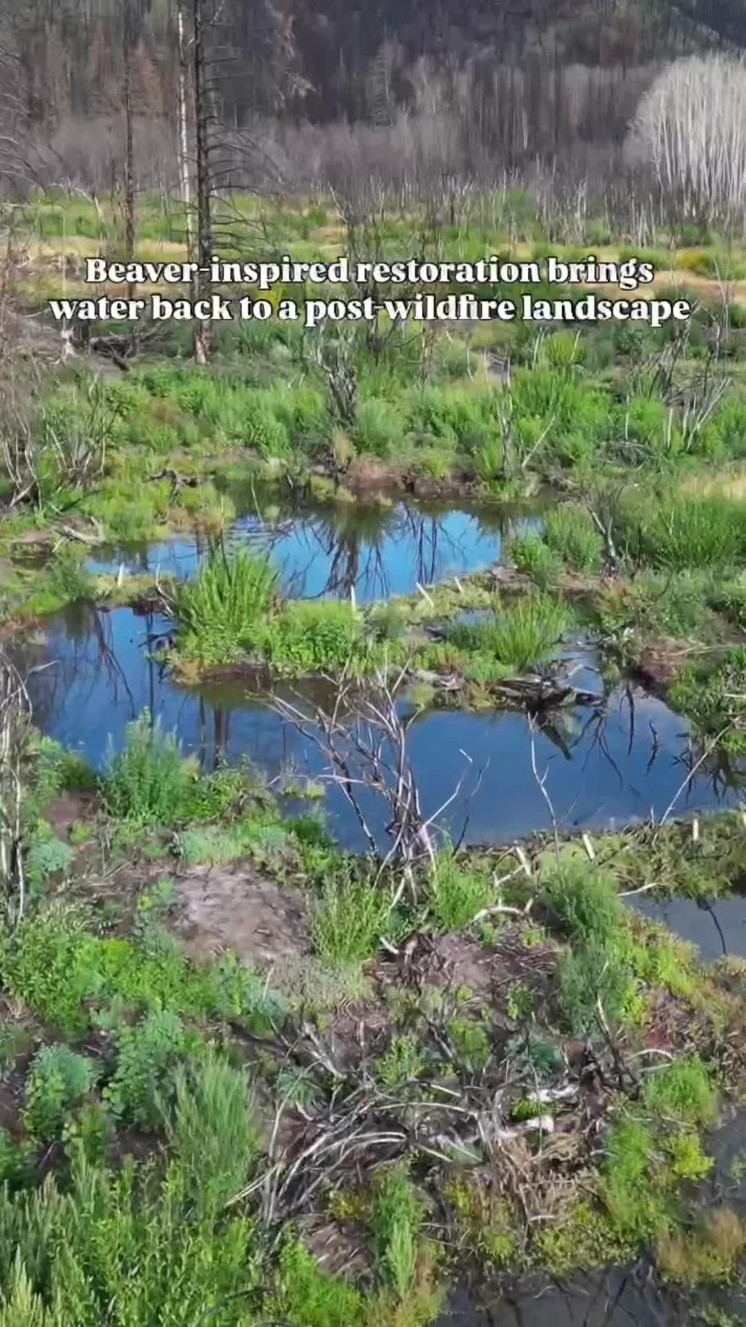 @B.C. Wildlife Federation