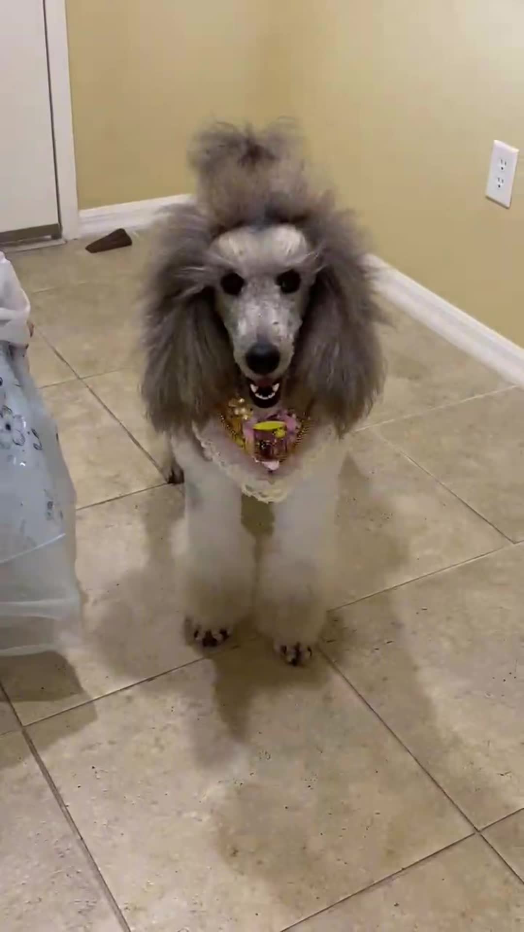 @Luxe The Adventure Poodle
