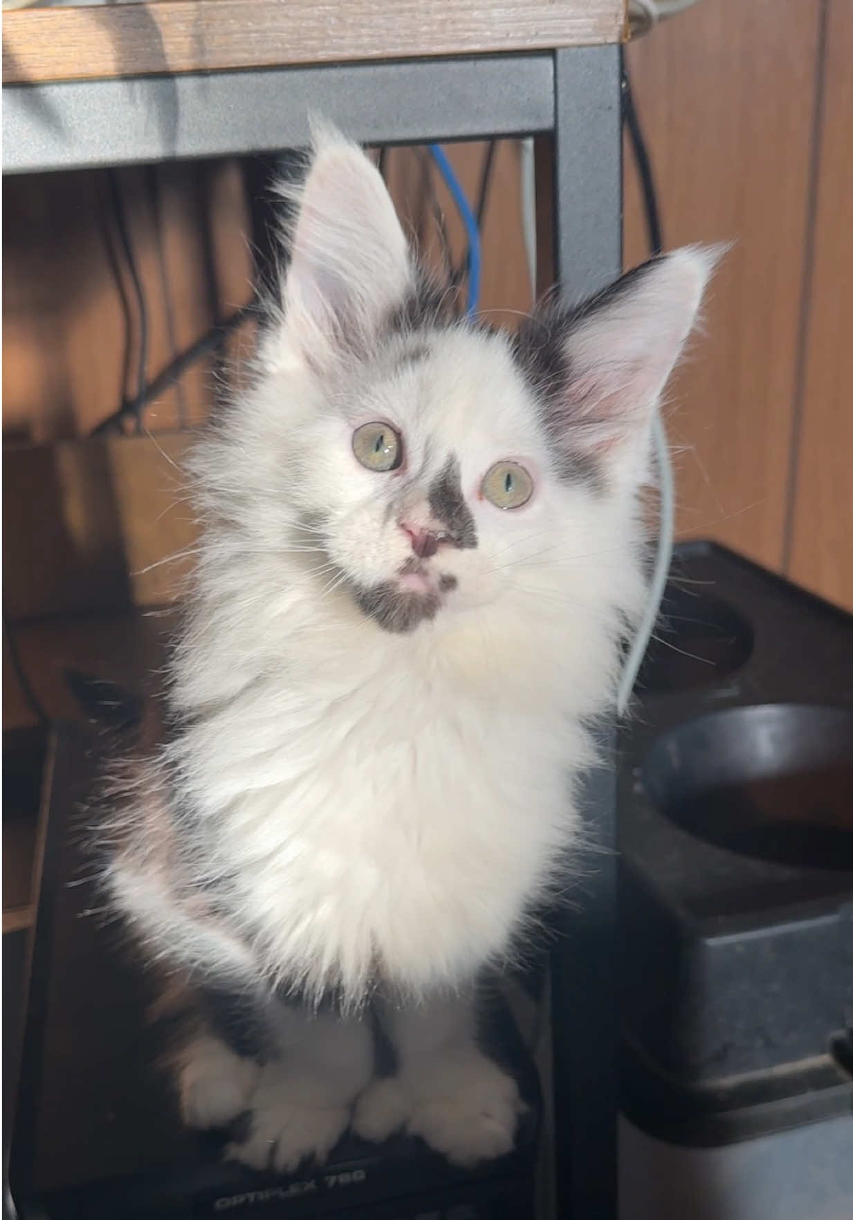 @Tycoon_Mainecoons