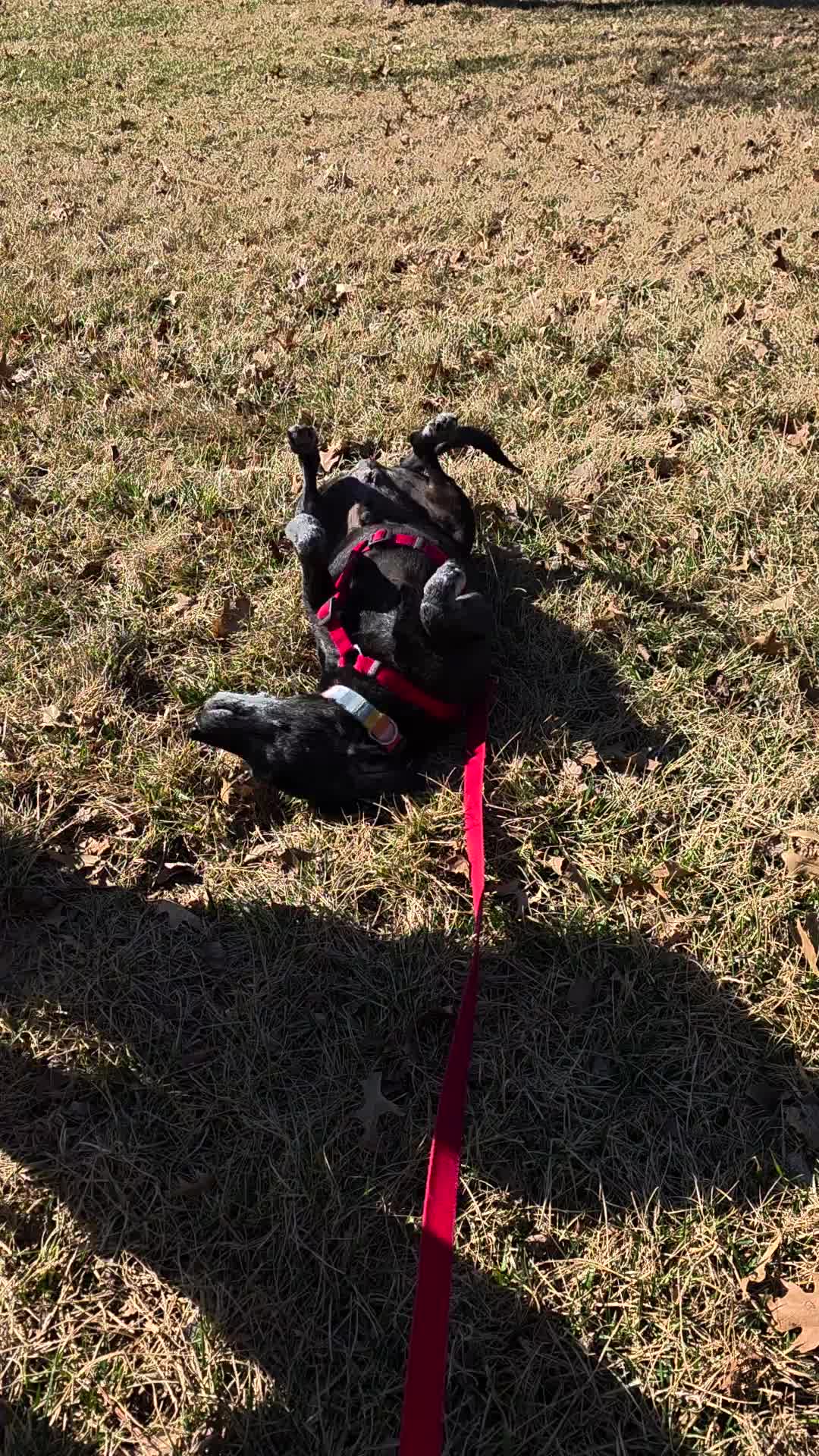 @Omaha Pet Sitter