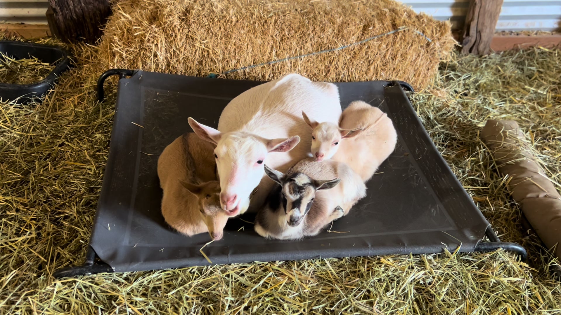 @WollamFarm