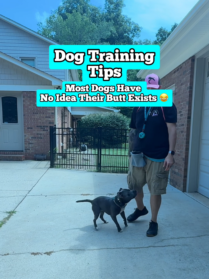 @Lost Boys K9 Academy