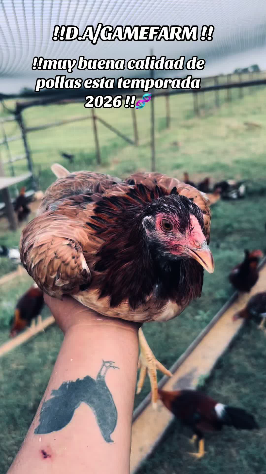 @DAgamefarm