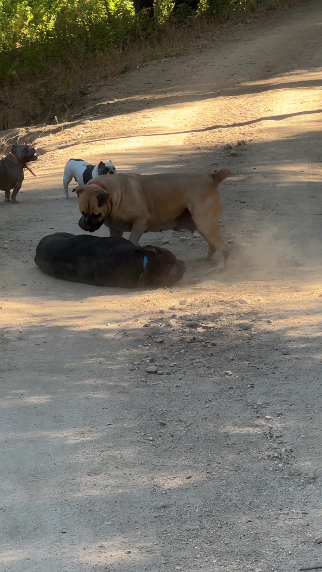 @Bigfoot Boerboels