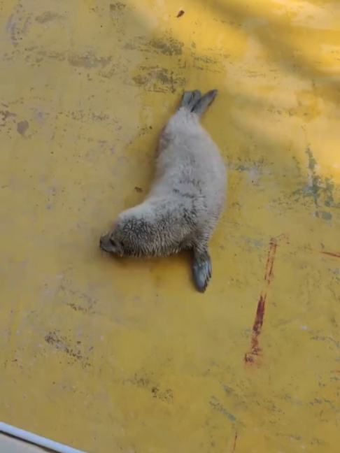 @Seal