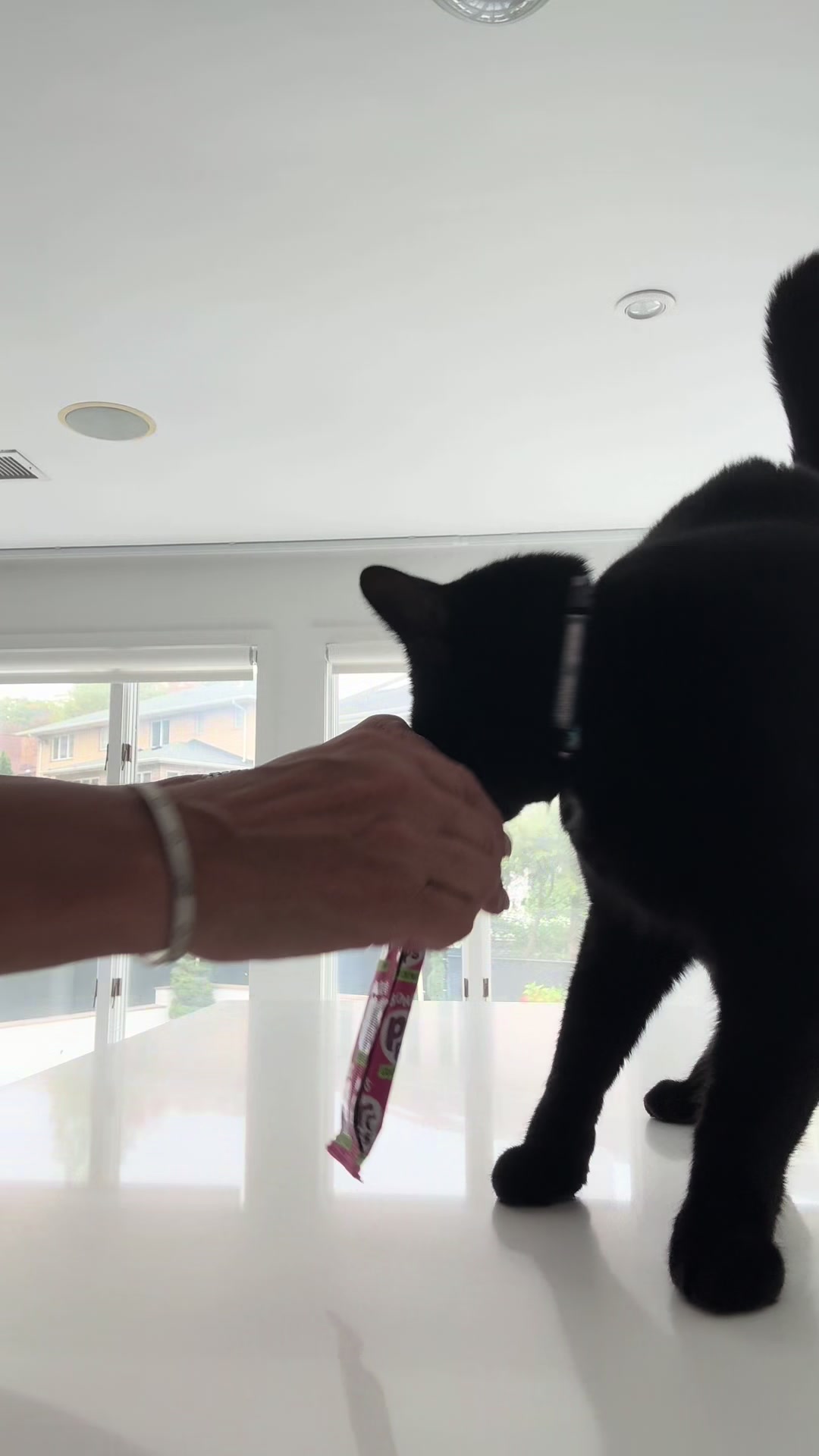 @Oscar&ensp;Jeremy&ensp;the&ensp;cat!