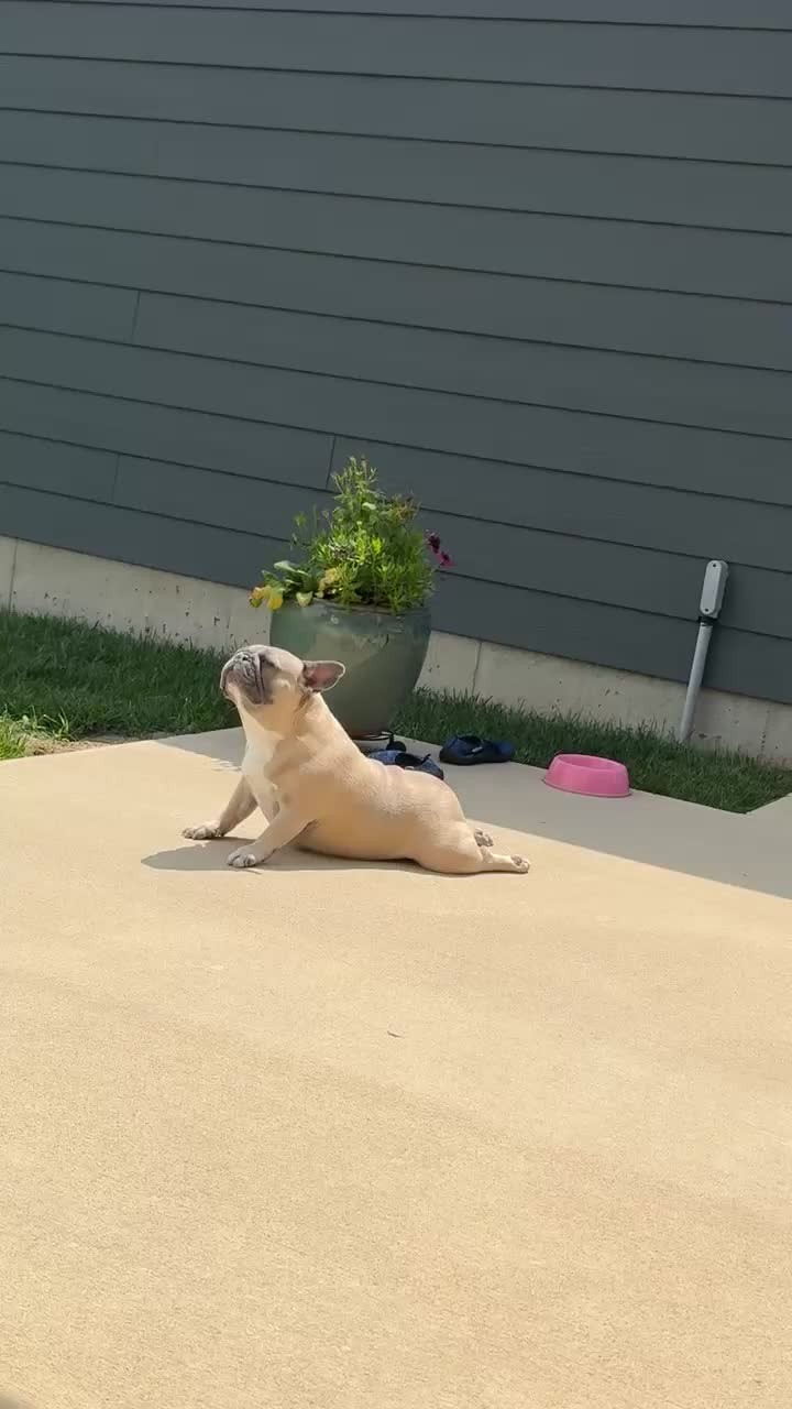 @mavisthefrenchie