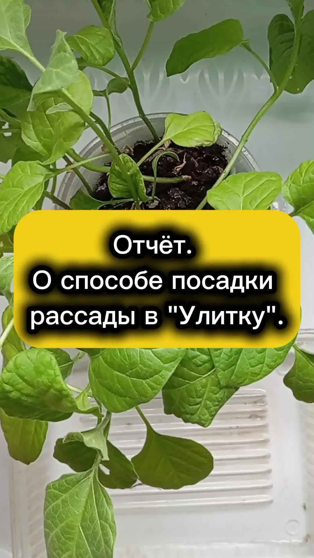 @Ogorodozigzag