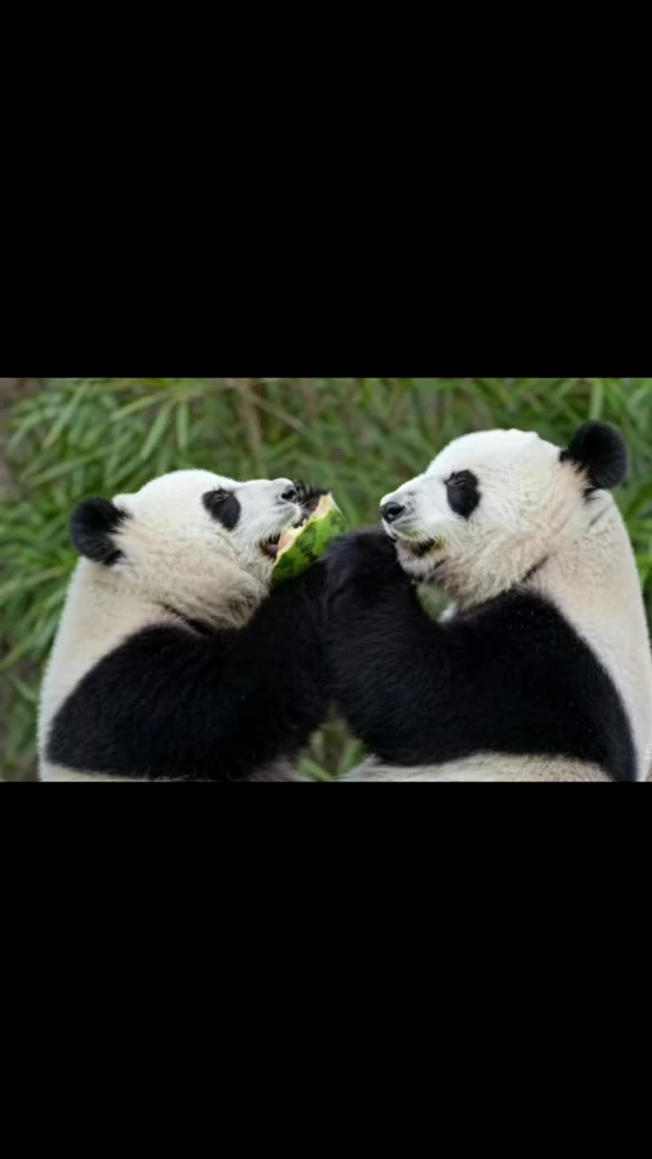 @lovepandas05