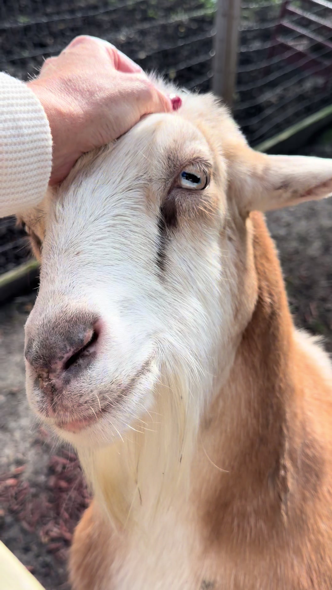 @Kitzman’s Farm Sanctuary