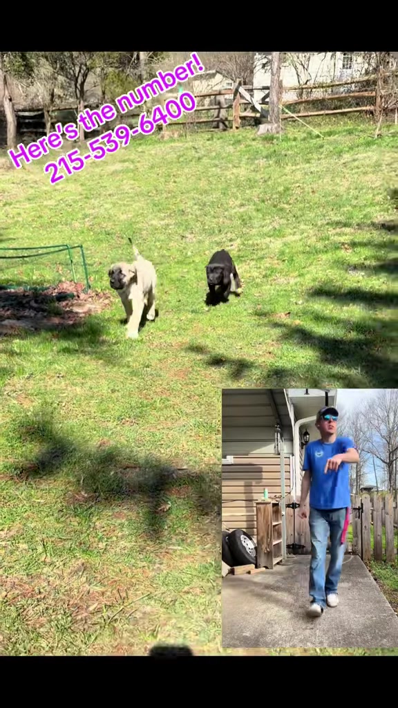 @Ultimate Puppies