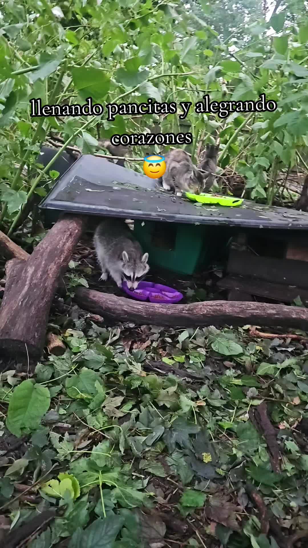 @🇲🇽Guli.Carrada 🐈⬛