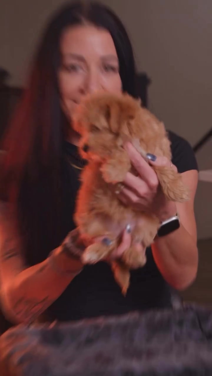 @Aloha Teacup Puppies