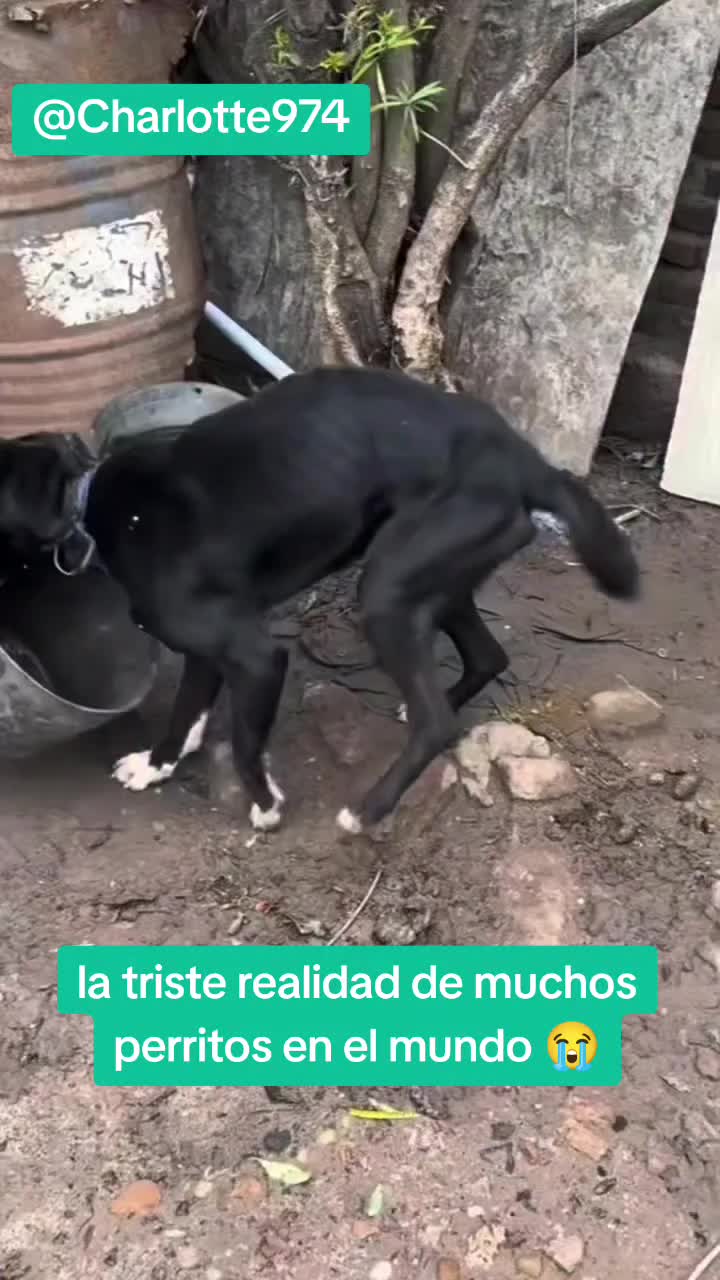 @Charlotte🐕🦺🐈🐕🦬🐐🐎🐄🐒