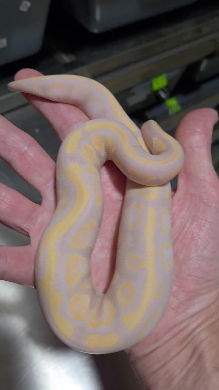 @Rikers Reptiles