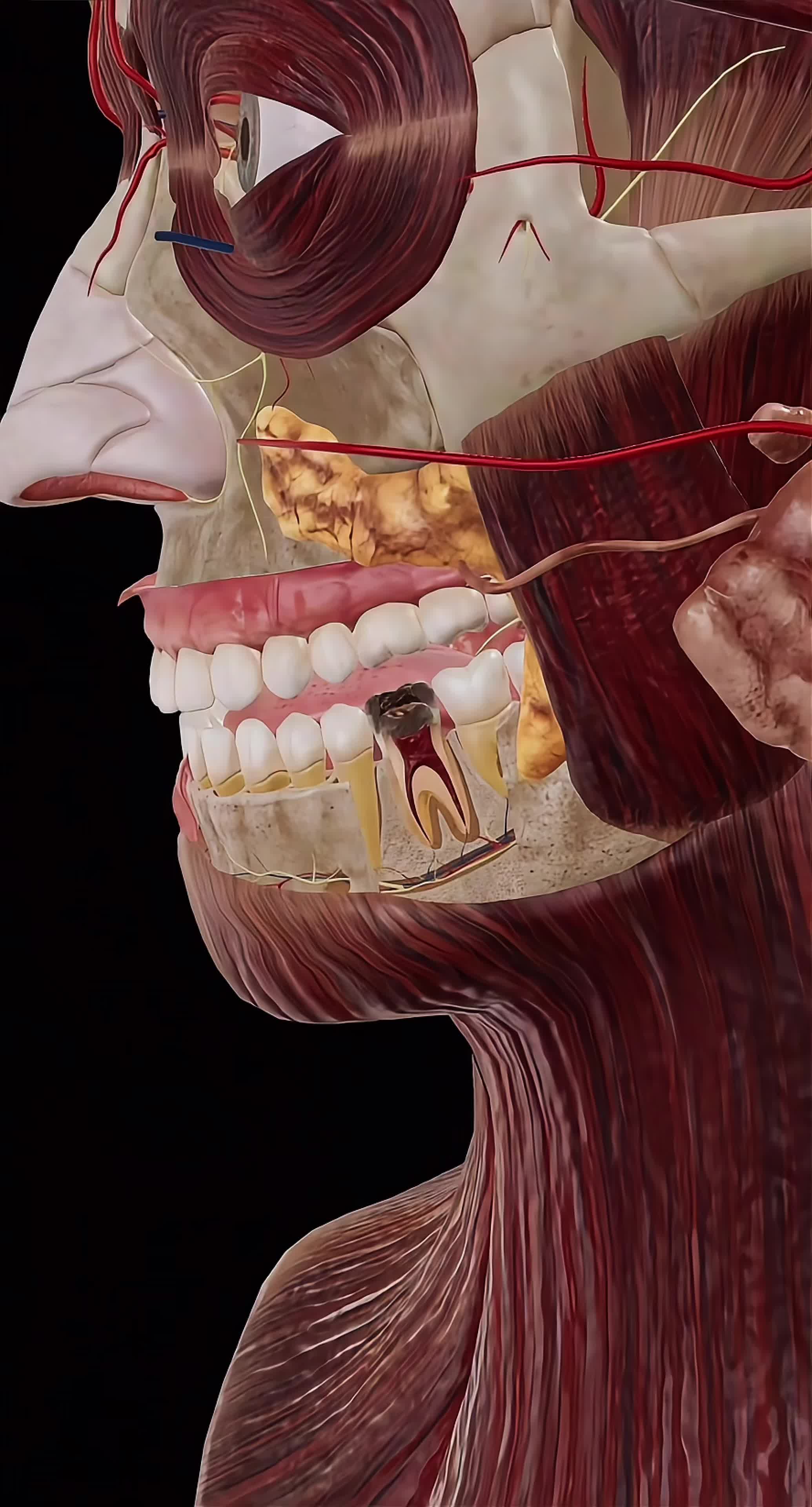 @Human Facts