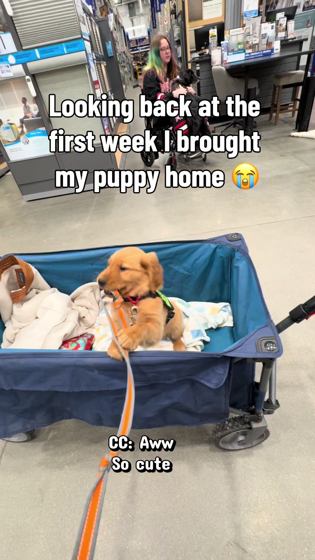 @potsiewithdogs
