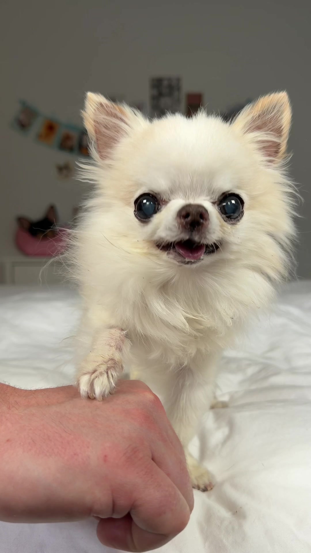 @Tiny Chihuahua Cedric & Maya