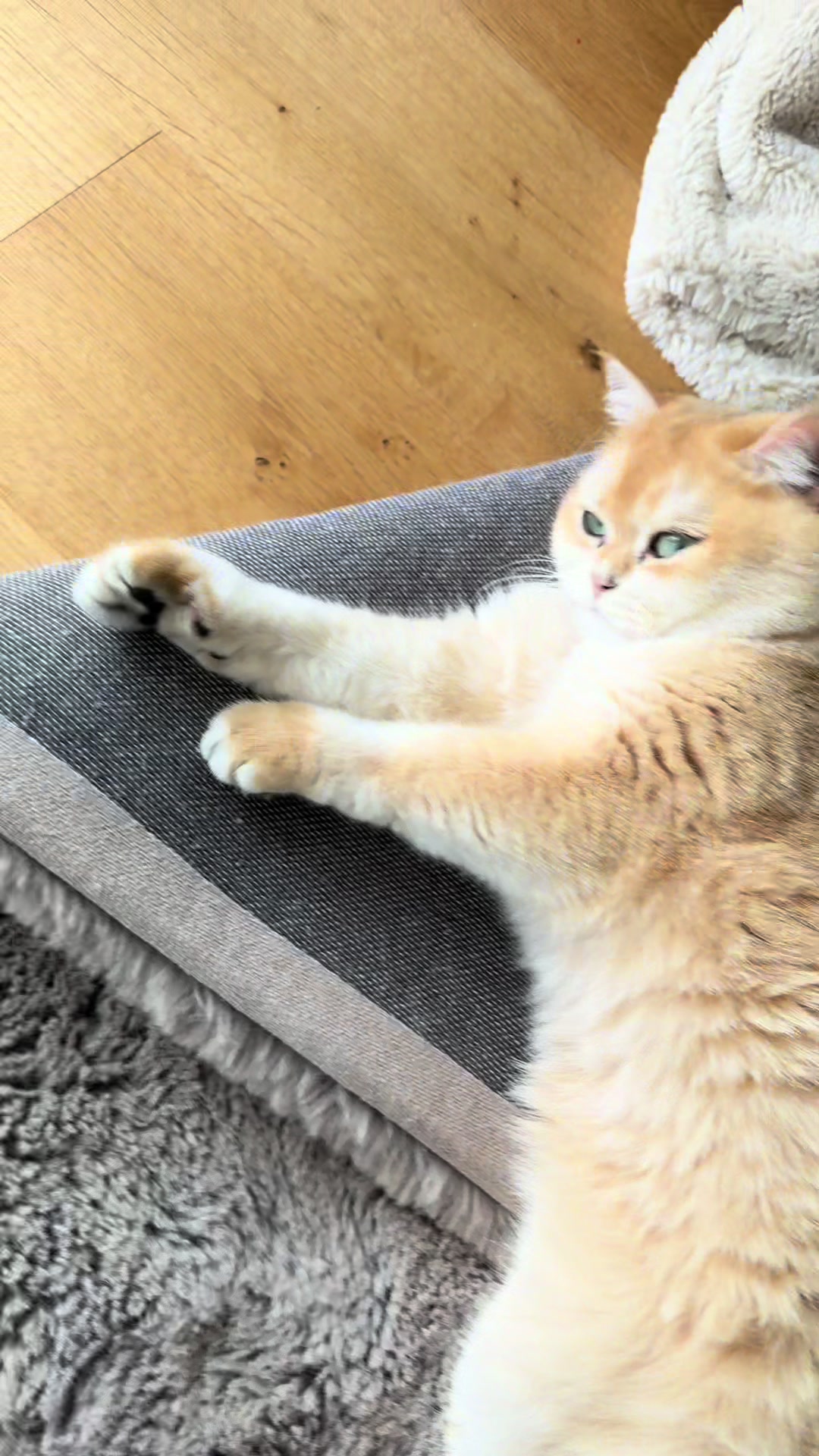 @Sammie_the_Cat