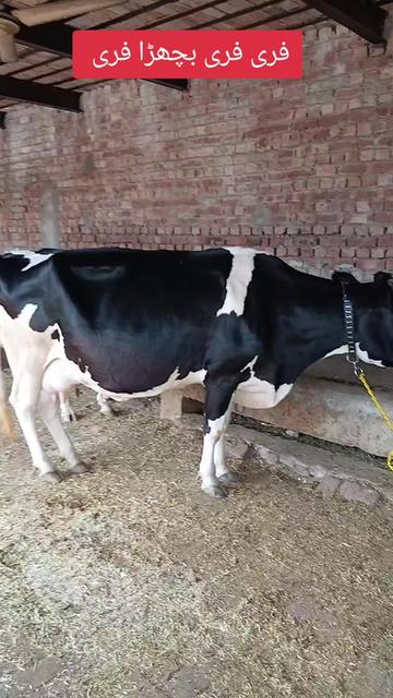 @Farming and Business Ideas
