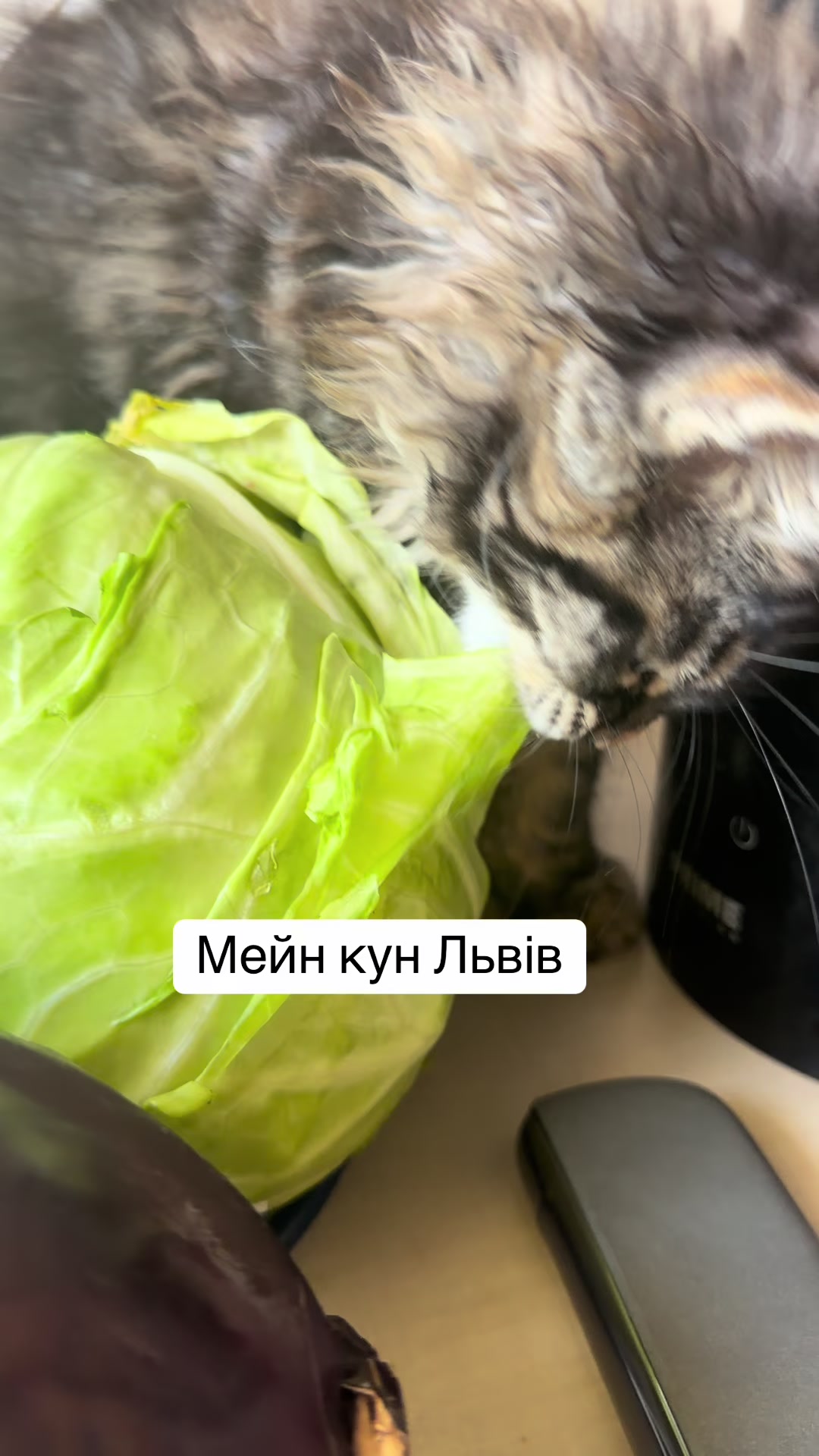 @PARAKENTOS*UA Maine coon