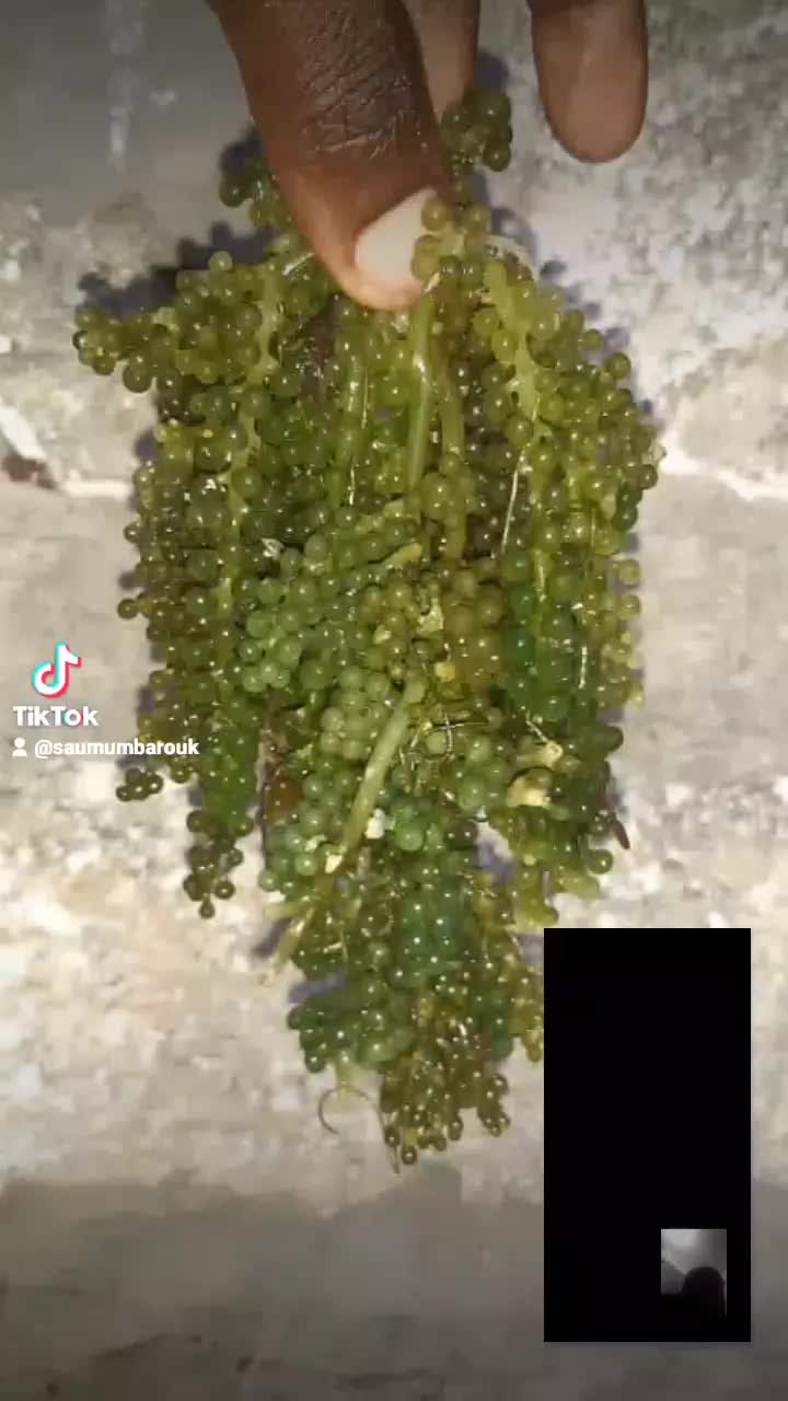 @saumumbarouk