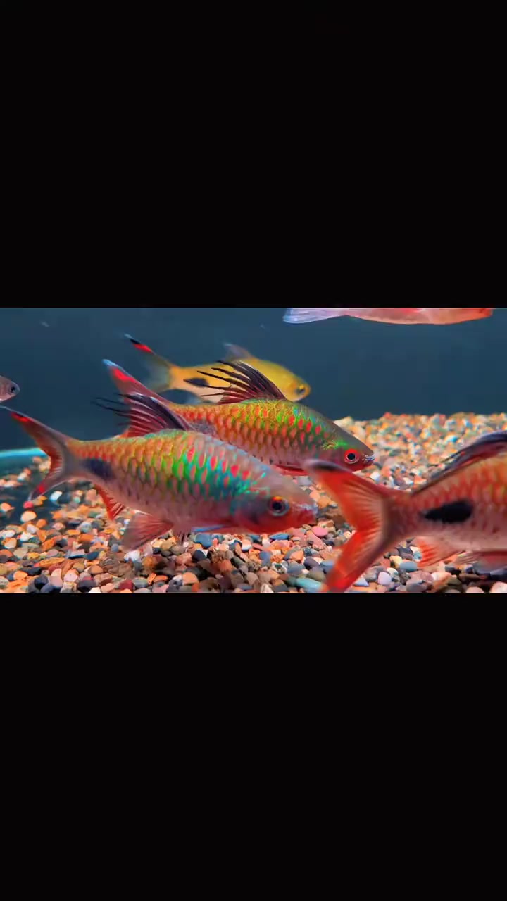 @Long chơi hồng mi bóng đêm 🦈