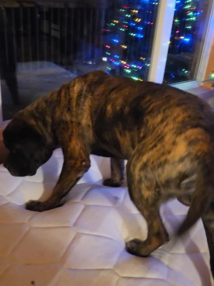 @Maple Mastiffs