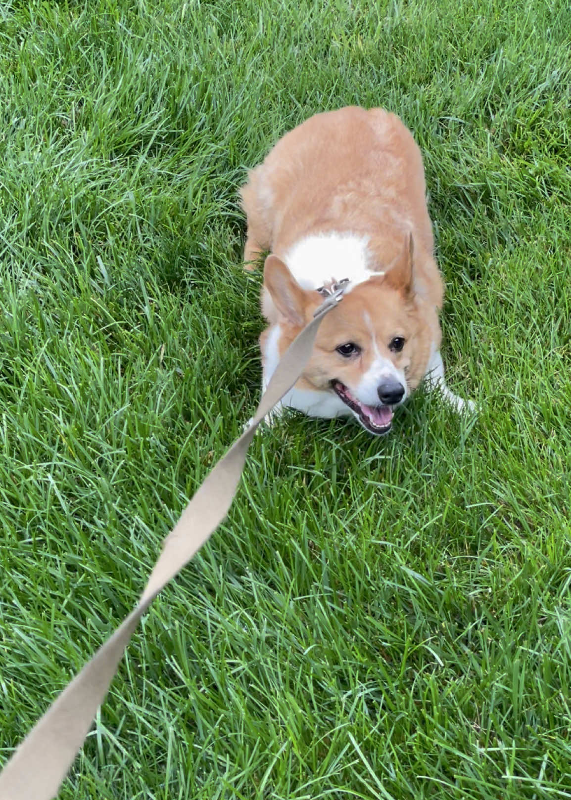 @Charlie the Corgi