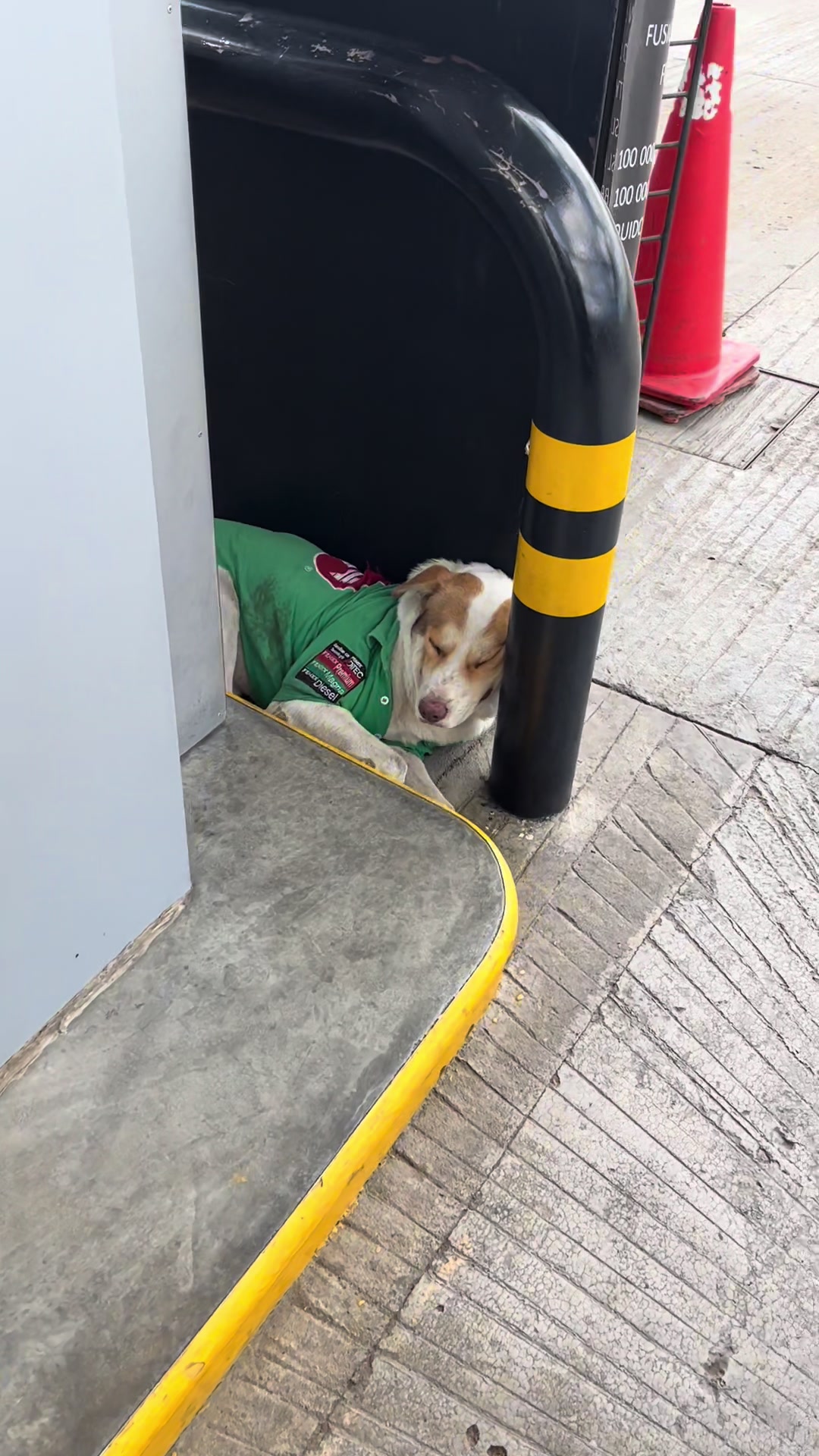 @Mailo el perro gasolinero